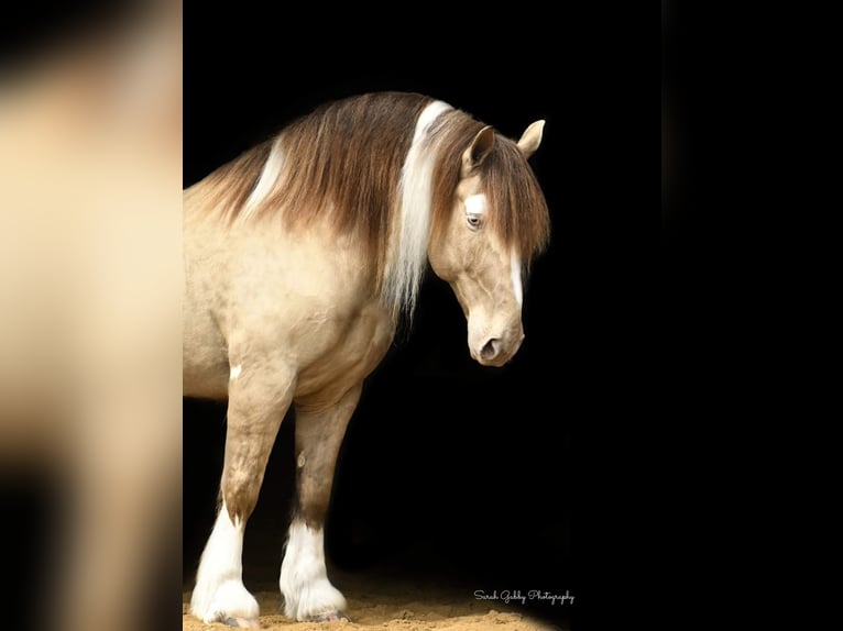 Gypsy Horse Gelding 14 years 16 hh Champagne in Hazelton IA