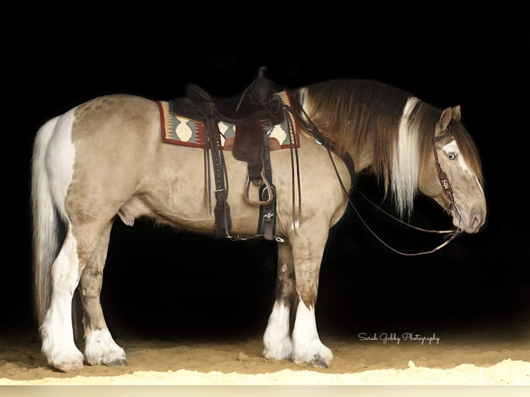 Gypsy Horse Gelding 14 years 16 hh Champagne in Hazelton IA