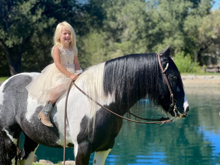 Gypsy Horse Gelding 14 years in Joshua, TX