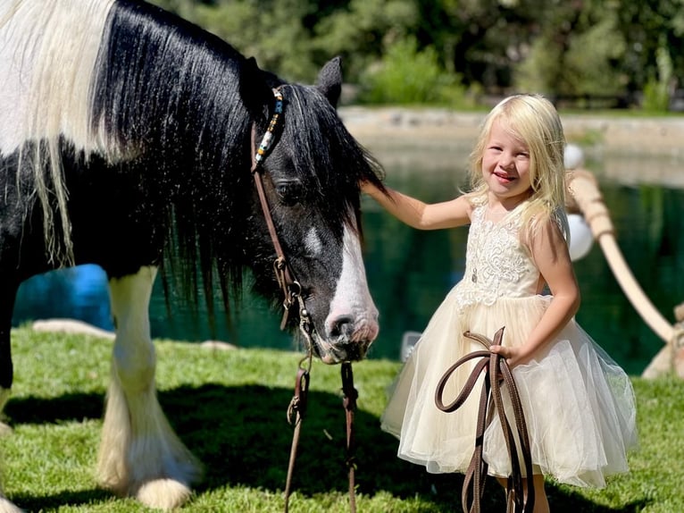 Gypsy Horse Gelding 14 years in Joshua, TX
