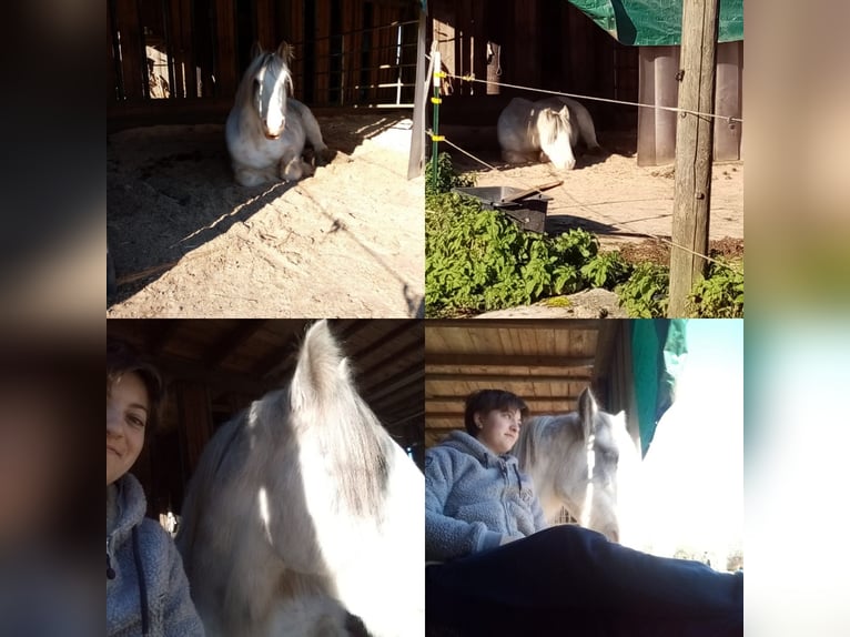 Gypsy Horse Gelding 15 years 13,2 hh Gray-Dapple in Amerang