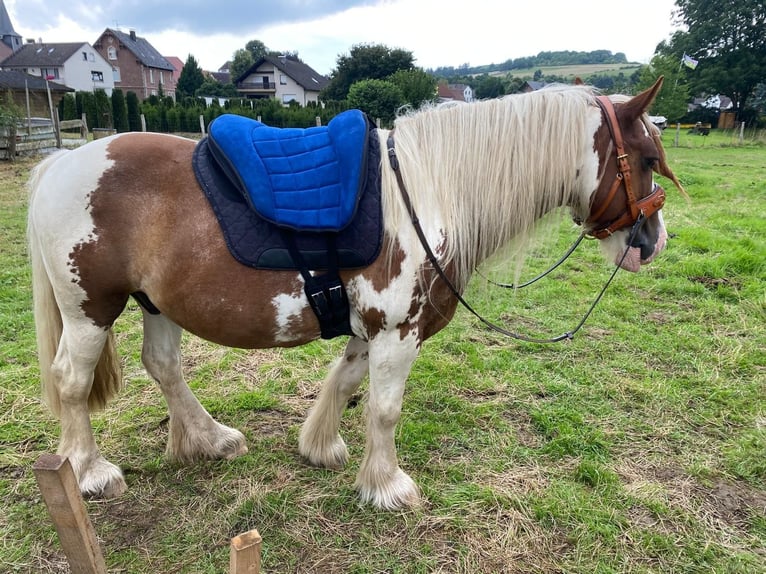 Gypsy Horse Gelding 15 years 13 hh Pinto in Brakel