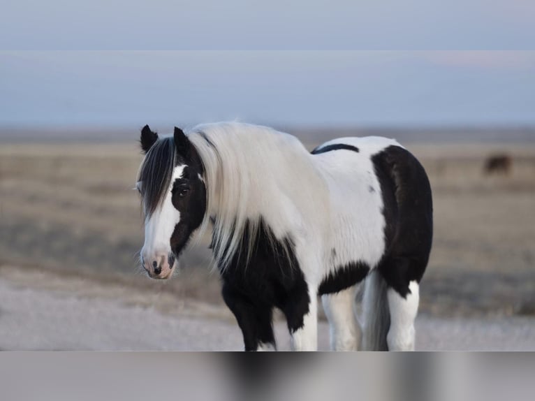 Gypsy Horse Gelding 15 years 13 hh Pinto in Canyon