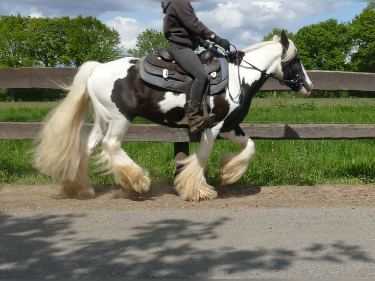Gypsy Horse Gelding 15 years 13,1 hh Pinto in Lathen