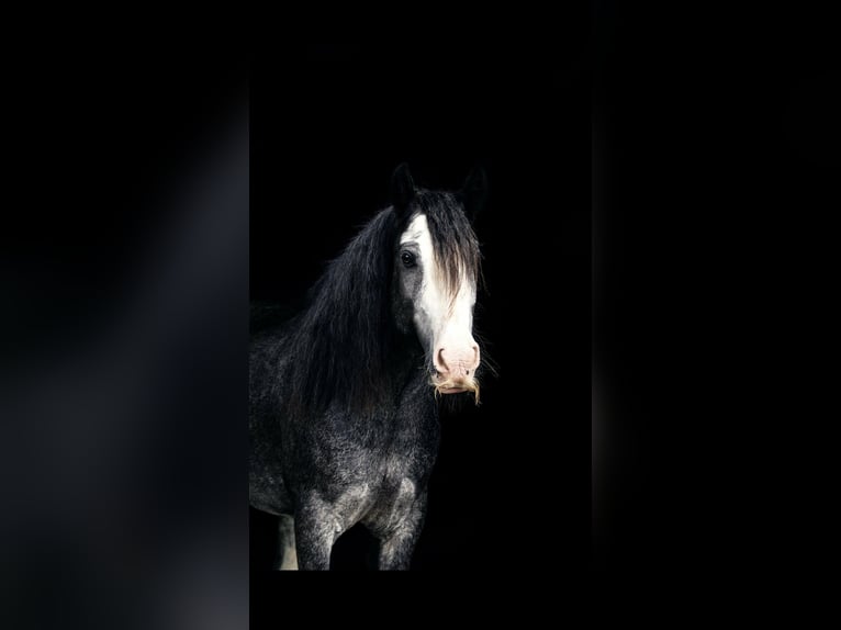 Gypsy Horse Gelding 15 years 14,1 hh Black in Freising