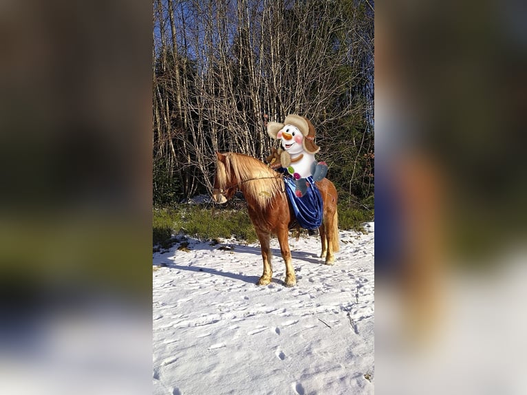 Gypsy Horse Mix Gelding 15 years 14,1 hh Brown-Light in Kleines Wiesental