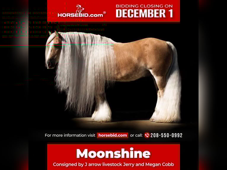 Gypsy Horse Gelding 15 years 14 hh Palomino in Caldwell