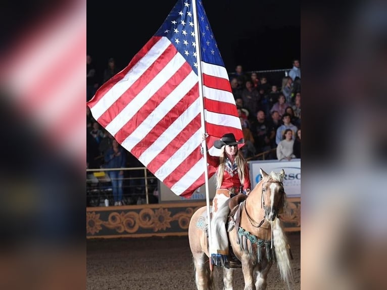 Gypsy Horse Gelding 15 years 14 hh Palomino in Caldwell