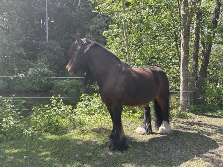 Gypsy Horse Gelding 15 years 14,2 hh Brown in Mertingen