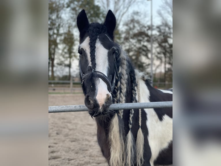 Gypsy Horse Gelding 15 years 14,2 hh Pinto in Santpoort noord