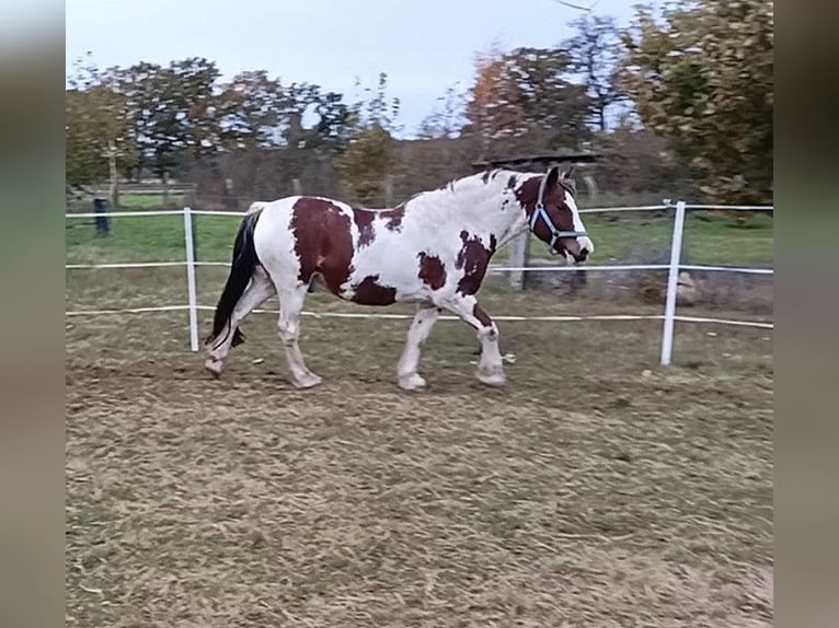 Gypsy Horse Mix Gelding 15 years 15,2 hh Pinto in Winsen (Aller)