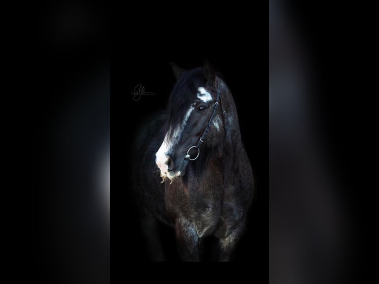 Gypsy Horse Gelding 15 years 15,1 hh Black in Aschau im Burgenland