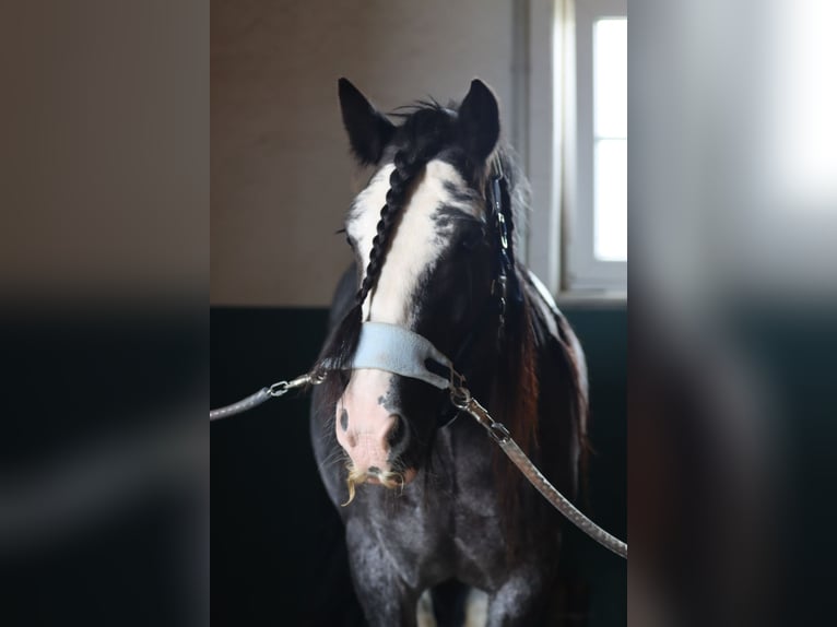 Gypsy Horse Gelding 15 years 15,1 hh Black in Aschau im Burgenland