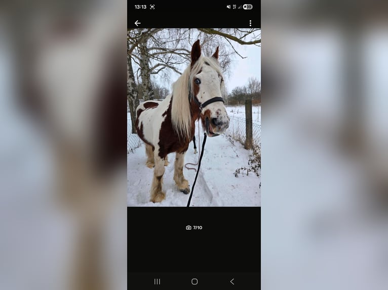 Gypsy Horse Gelding 15 years 15,1 hh Pinto in Weberstedt