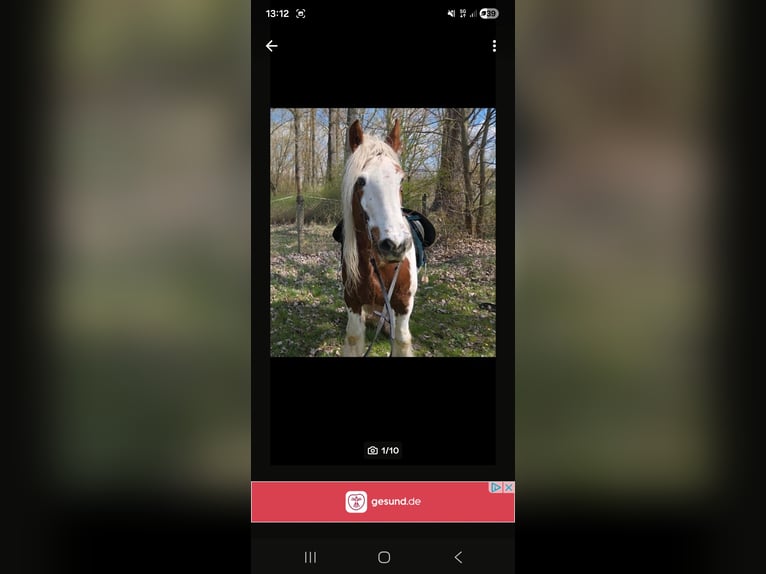 Gypsy Horse Gelding 15 years 15,1 hh Pinto in Weberstedt