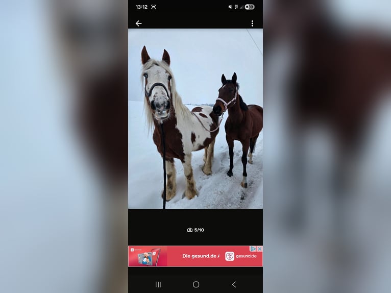 Gypsy Horse Gelding 15 years 15,1 hh Pinto in Weberstedt