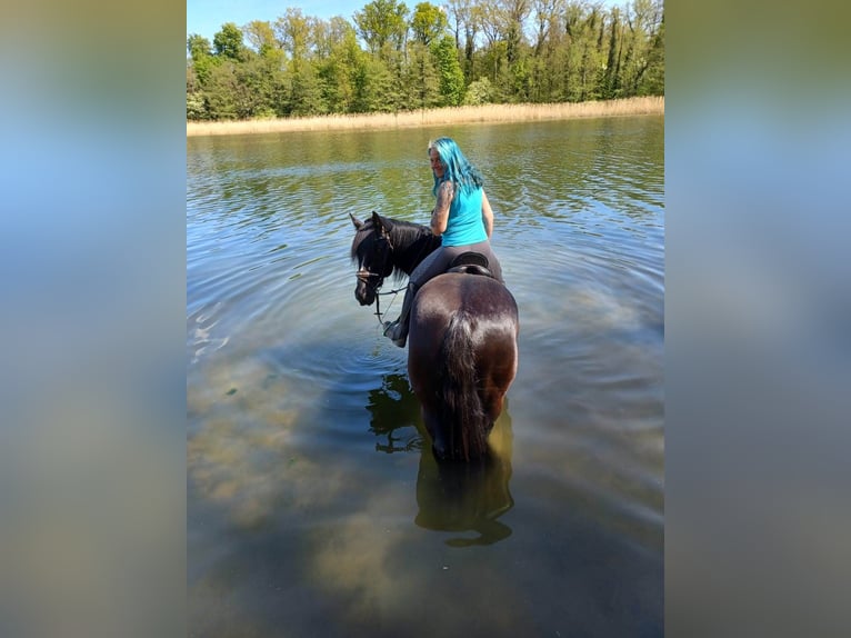 Gypsy Horse Mix Gelding 15 years 15,2 hh Bay-Dark in Stahnsdorf