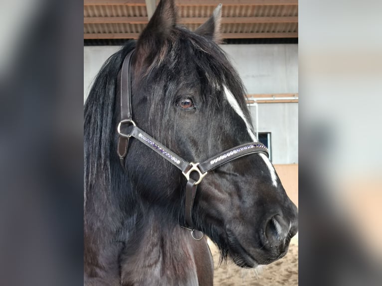 Gypsy Horse Mix Gelding 15 years 15,2 hh Bay-Dark in Stahnsdorf
