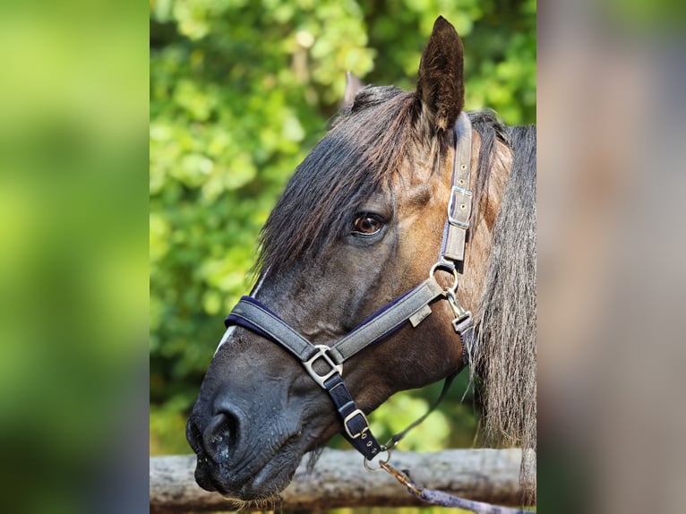 Gypsy Horse Mix Gelding 15 years 15,2 hh Bay-Dark in Stahnsdorf