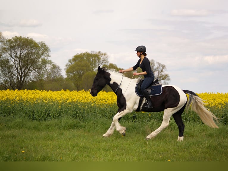 Gypsy Horse Mix Gelding 15 years 15,2 hh Tobiano-all-colors in G&#xF6;ttingen