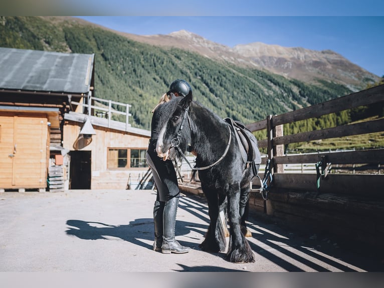 Gypsy Horse Gelding 16 years 12,2 hh Black in Niederthai