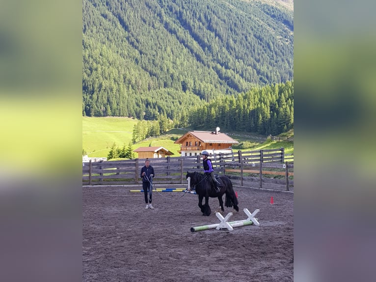 Gypsy Horse Gelding 16 years 12,2 hh Black in Niederthai