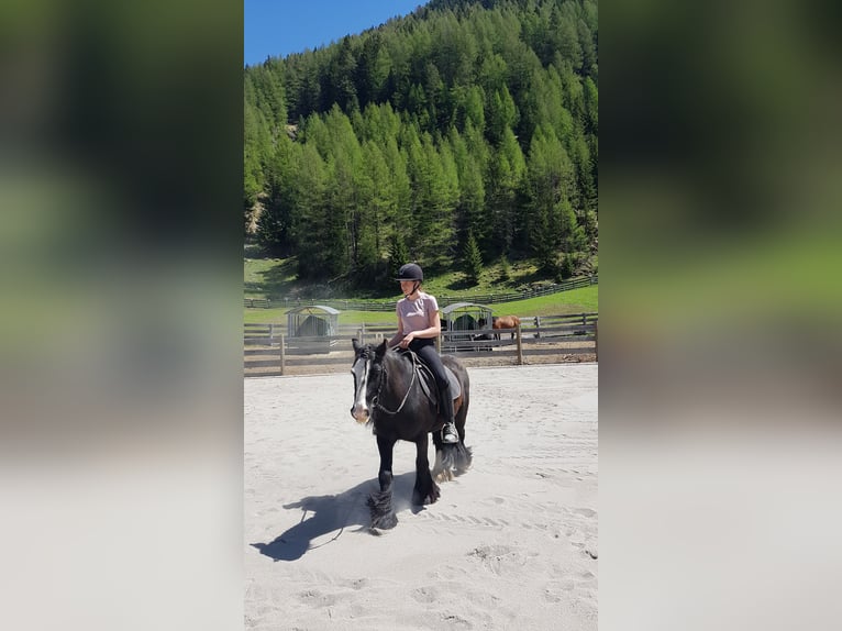 Gypsy Horse Gelding 16 years 12,2 hh Black in Niederthai