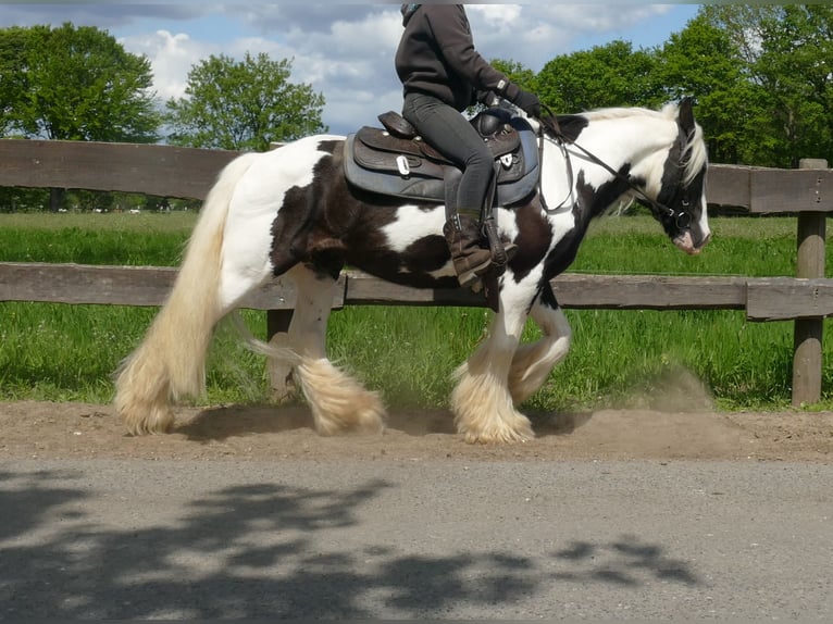 Gypsy Horse Gelding 16 years 13.1 hh Pinto in Lathen