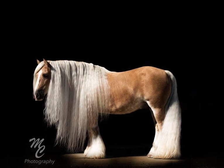 Gypsy Horse Gelding 16 years 14 hh Palomino in Caldwell