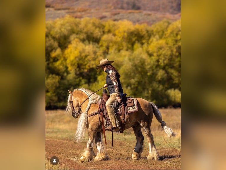 Gypsy Horse Gelding 16 years 14 hh Palomino in Caldwell