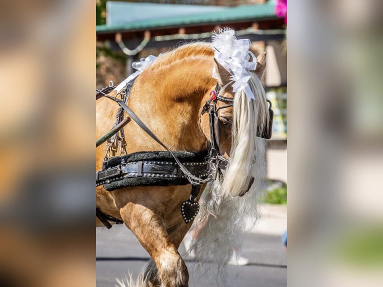 Gypsy Horse Gelding 16 years 14 hh Palomino in Caldwell