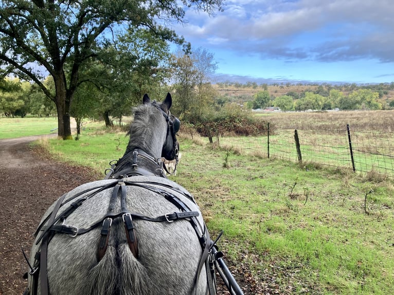 Gypsy Horse Gelding 16 years 14 hh Roan-Blue in Penryn Gypsy Horse Gelding 16 years 14 hh Roan-Blue in Penryn