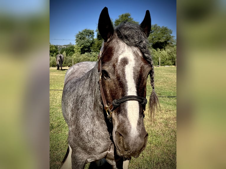 Gypsy Horse Gelding 16 years 14 hh Roan-Blue in Penryn Gypsy Horse Gelding 16 years 14 hh Roan-Blue in Penryn