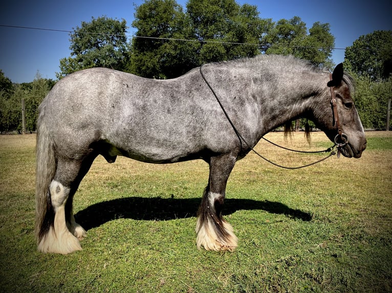 Gypsy Horse Gelding 16 years 14 hh Roan-Blue in Penryn Gypsy Horse Gelding 16 years 14 hh Roan-Blue in Penryn
