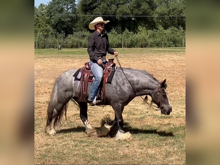 Gypsy Horse Gelding 16 years 14 hh Roan-Blue in Penryn