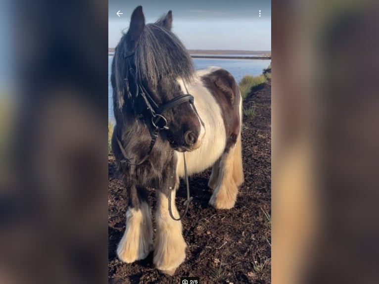 Gypsy Horse Gelding 16 years 14 hh White in Bösel