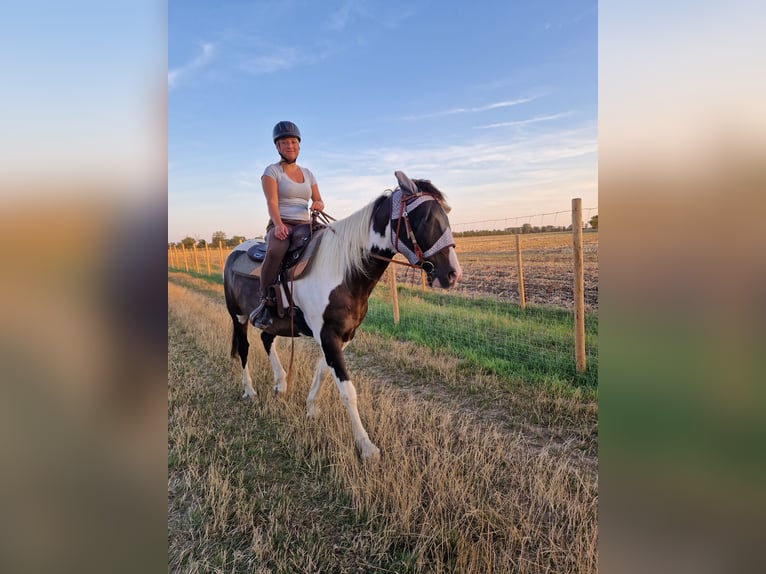 Gypsy Horse Mix Gelding 16 years 15,2 hh Leopard-Piebald in An der Schmücke