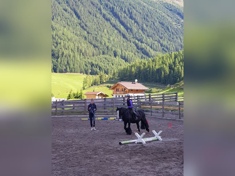 Gypsy Horse Gelding 17 years 12.2 hh Black in Niederthai