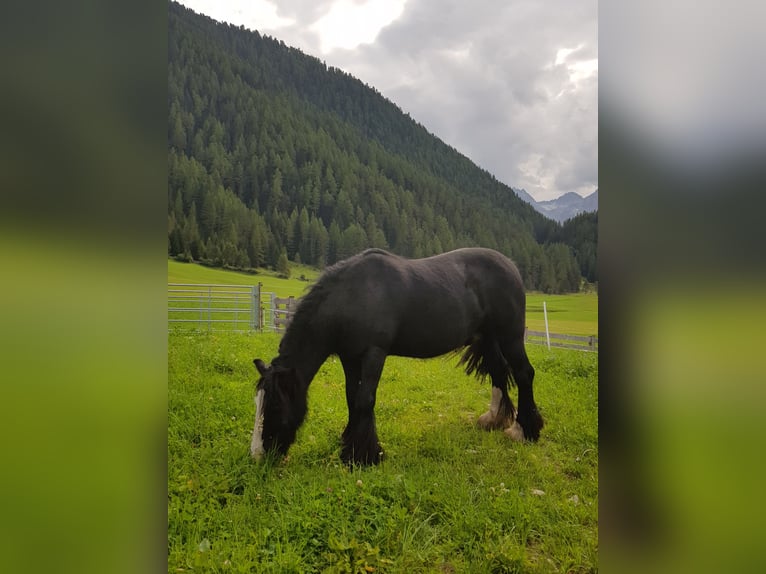 Gypsy Horse Gelding 17 years 12.2 hh Black in Niederthai