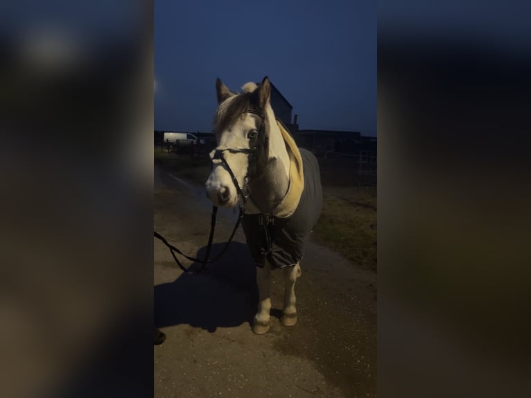 Gypsy Horse Gelding 17 years 13,1 hh Pinto in Erftstadt