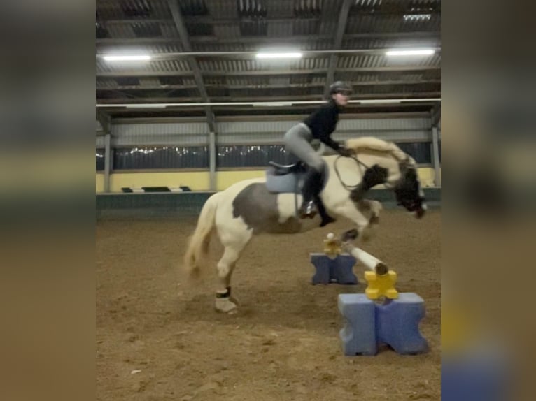 Gypsy Horse Gelding 17 years 13,1 hh Pinto in Erftstadt