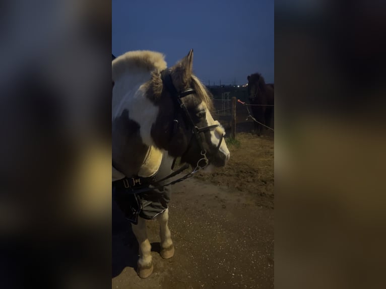 Gypsy Horse Gelding 17 years 13,1 hh Pinto in Erftstadt