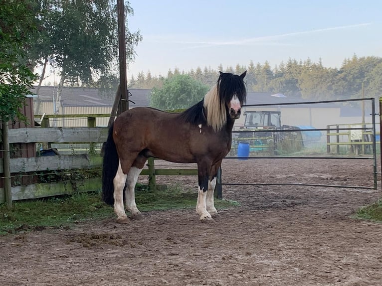 Gypsy Horse Gelding 17 years 13,2 hh Pinto in Syke Gypsy Horse Gelding 17 years 13,2 hh Pinto in Syke