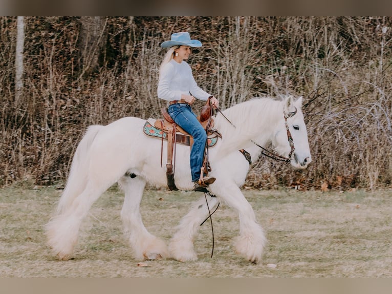 Gypsy Horse Gelding 17 years 14,2 hh Gray in Flemmingsburg KY