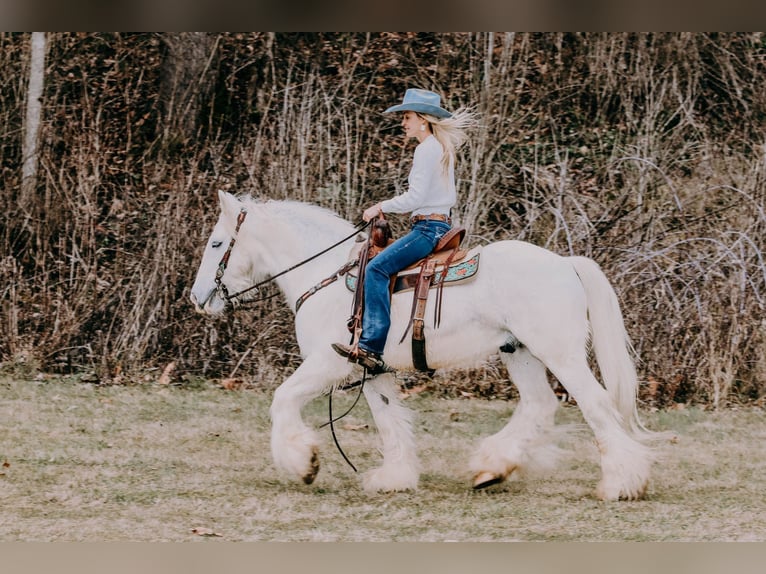 Gypsy Horse Gelding 17 years 14,2 hh Gray in Flemmingsburg KY