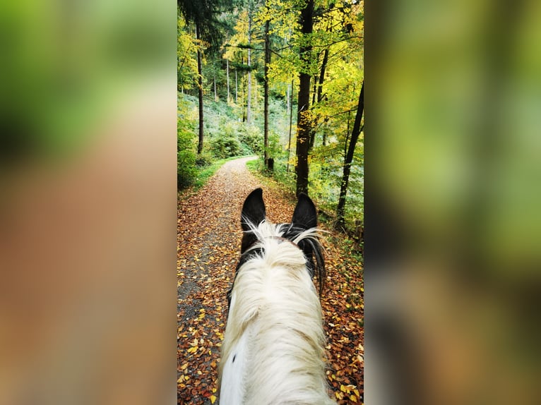 Gypsy Horse Mix Gelding 17 years 15,2 hh in Weissach im Tal