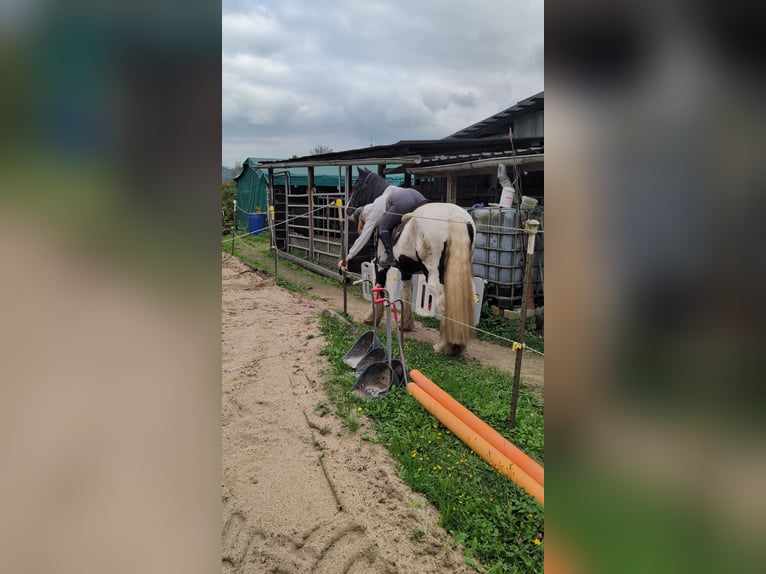 Gypsy Horse Gelding 17 years 15 hh Pinto in Morsbach