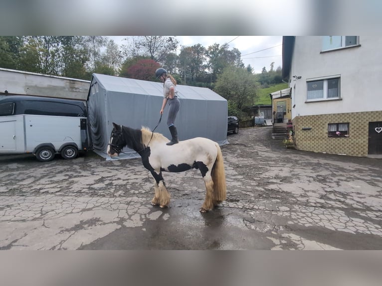 Gypsy Horse Gelding 17 years 15 hh Pinto in Morsbach