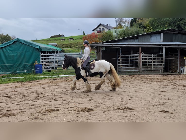 Gypsy Horse Gelding 17 years 15 hh Pinto in Morsbach