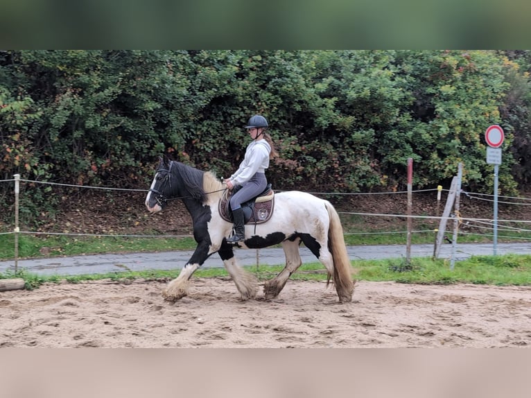 Gypsy Horse Gelding 17 years 15 hh Pinto in Morsbach